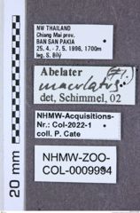 Etiketten zu Eleuphemus funerarius (NHMW-ZOO-COL-0009994)